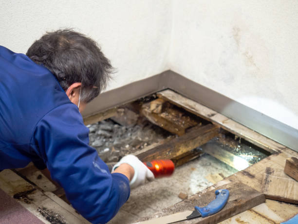 Best Localized Mold Remediation (e.g., coastal areas, humid climates) in San Carlos, TX