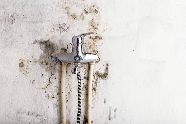 Best Health and Safety Mold Remediation in San Carlos, TX