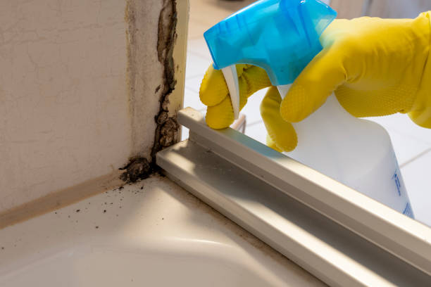Best Post-Flood Mold Remediation in San Carlos, TX