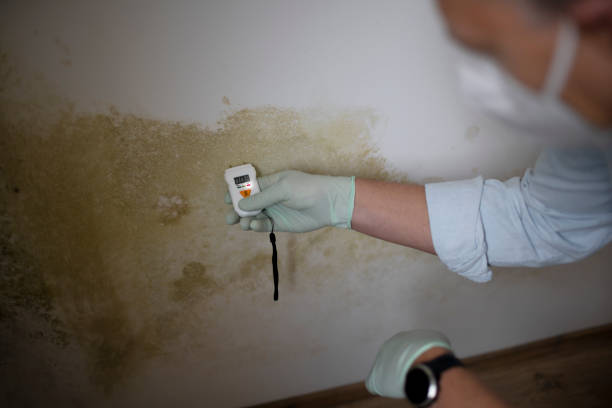 Professional Mold Remediation in San Carlos, TX