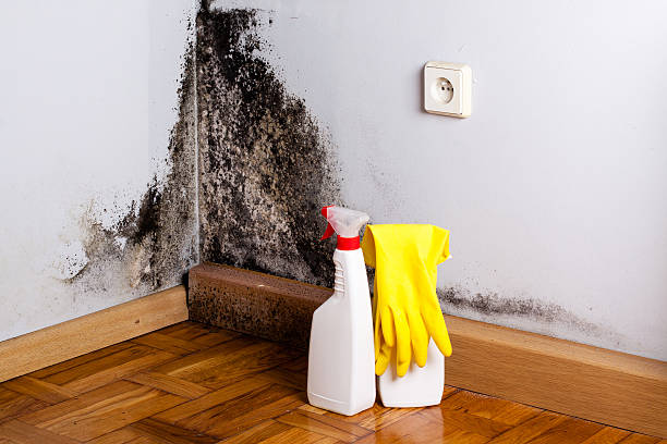  San Carlos, TX Mold Removal Pros
