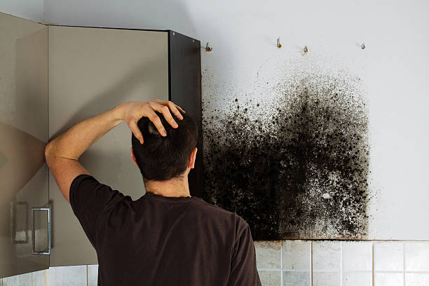 Trusted San Carlos, TX Mold Remediation Experts