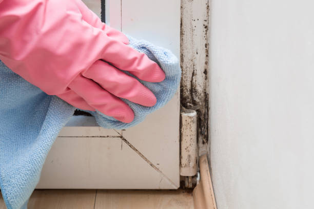 Best Mold Remediation for Specific Building Types in San Carlos, TX